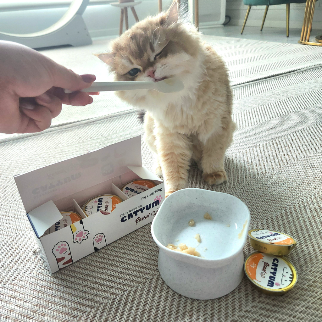팔로우픽 - followPick | 고양이 관련 인플루언서 협찬받아요:)