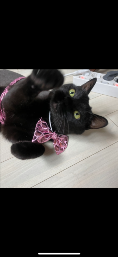 팔로우픽 - followPick | 고양이 협찬 문의주세요