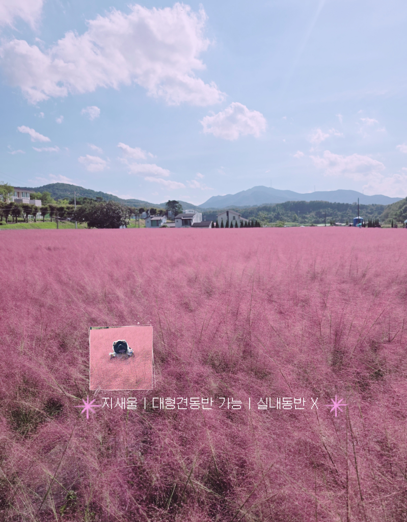 팔로우픽 - followPick 