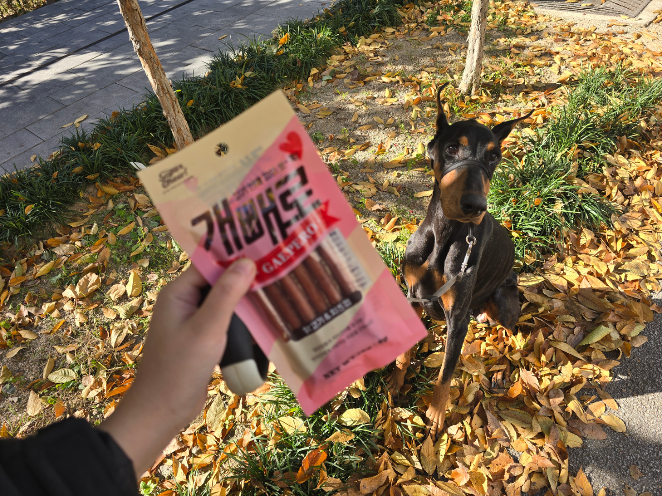 팔로우픽 - followPick | 반려동물 블로거입니다. (강아지. 파충류. 어류. 조류. 곤충)