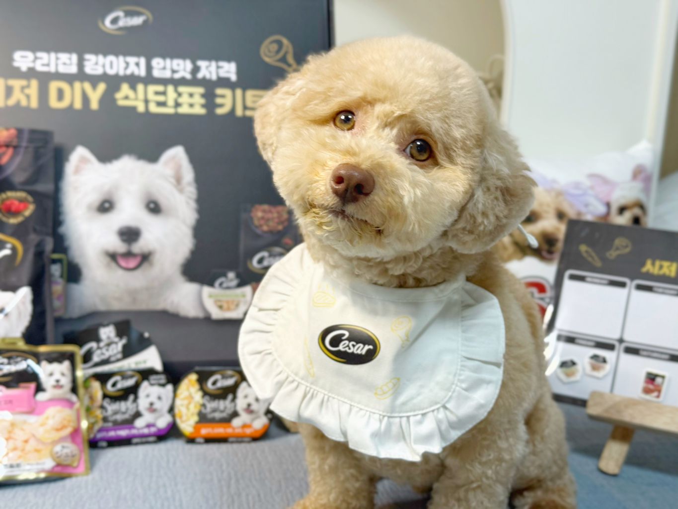 팔로우픽 - followPick | 전국 협찬 가능! 펫 콘텐츠 전문 