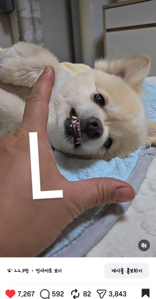 팔로우픽 - followPick | love강아지 그린 이에요 강아지 제품 릴스.피드 형태로 가능합니다