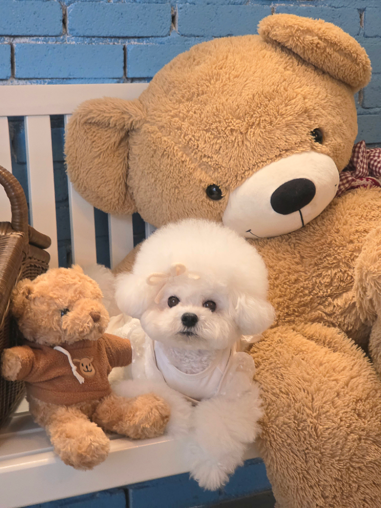 팔로우픽 - followPick | 애견모델♡애견용품/애견의류/애견동반숙소/애견동반카페 협찬및광고