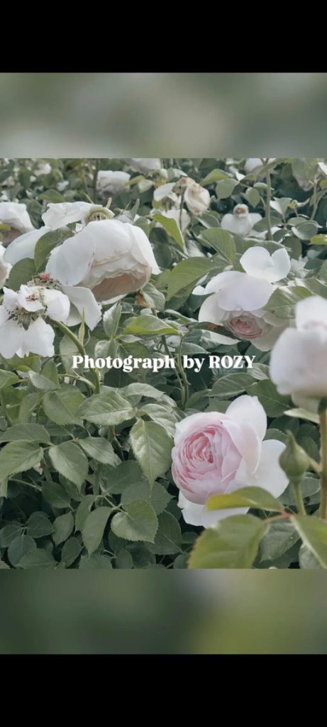 팔로우픽 - followPick 