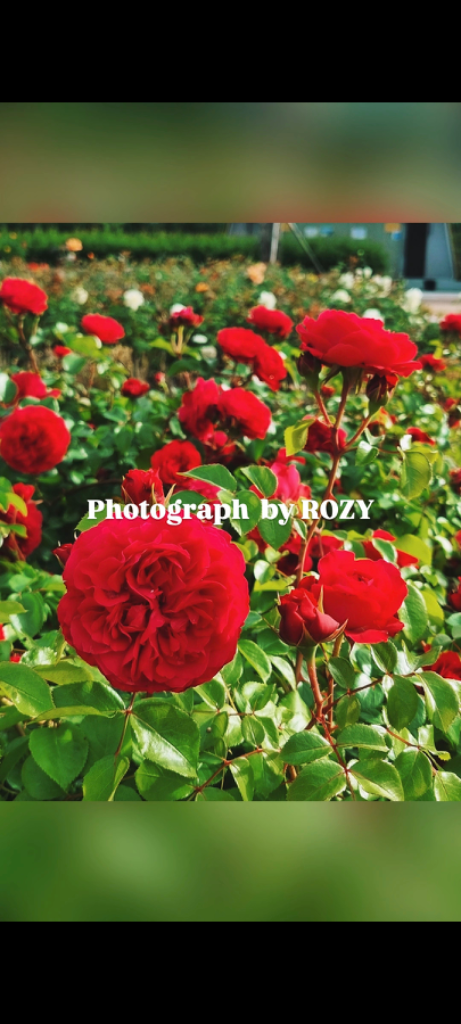팔로우픽 - followPick 