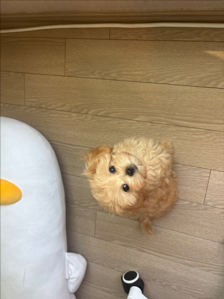팔로우픽 - followPick | 강아지 용품 협찬 받습니다