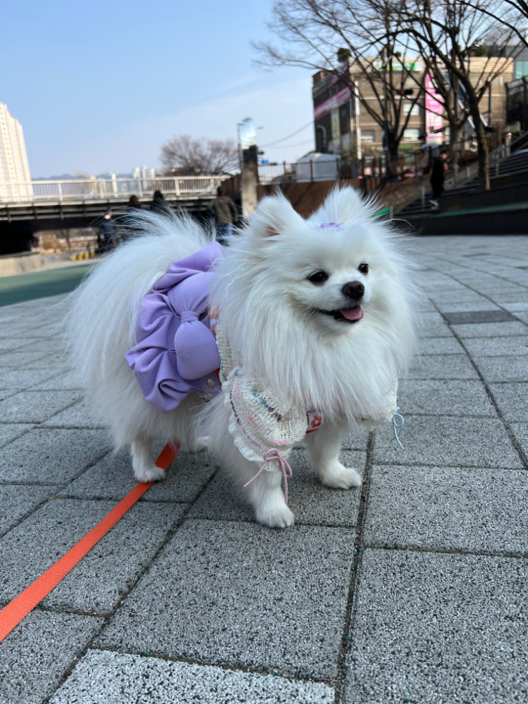 팔로우픽 - followPick 