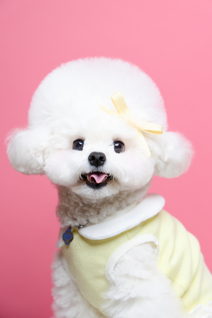 팔로우픽 - followPick | 애견모델♡애견용품/애견의류/애견동반숙소/애견동반카페 협찬및광고